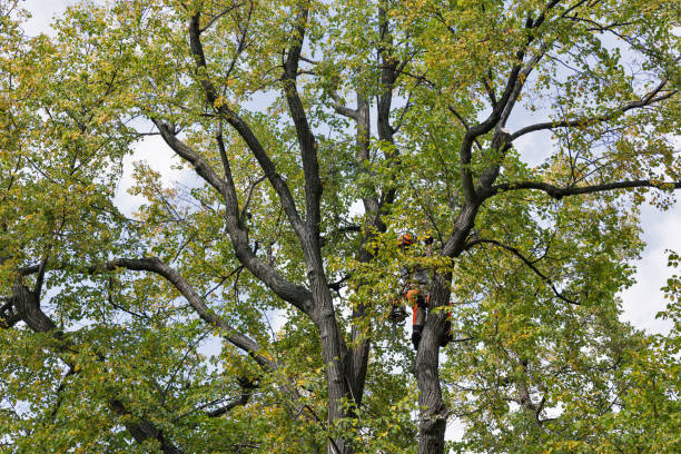 Best Tree Preservation Services  in Princeton, KY